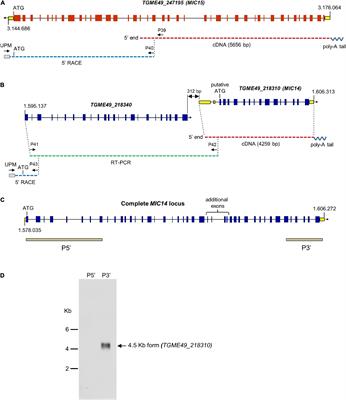 Frontiers Functional Characterization Of The Thrombospondin Related